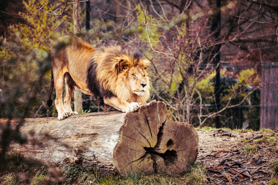 From Anxiety to Clarity: How Lions Mane Brain Supplements Transform Your Mental Health - ANCIENT THERAPY