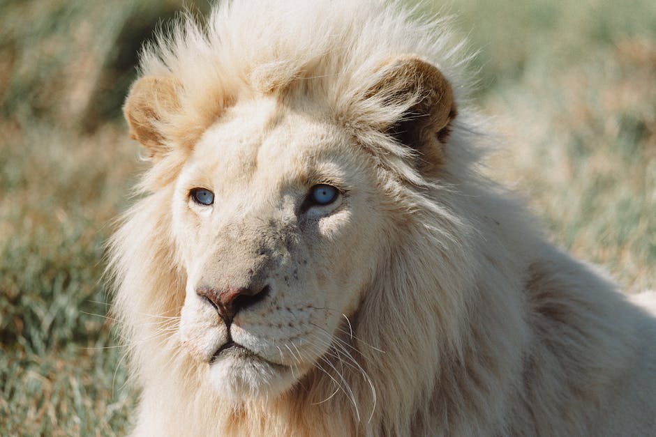Harnessing Healing Power: The Best Lion's Mane Supplement for Your Wellbeing - Ancient Therapy