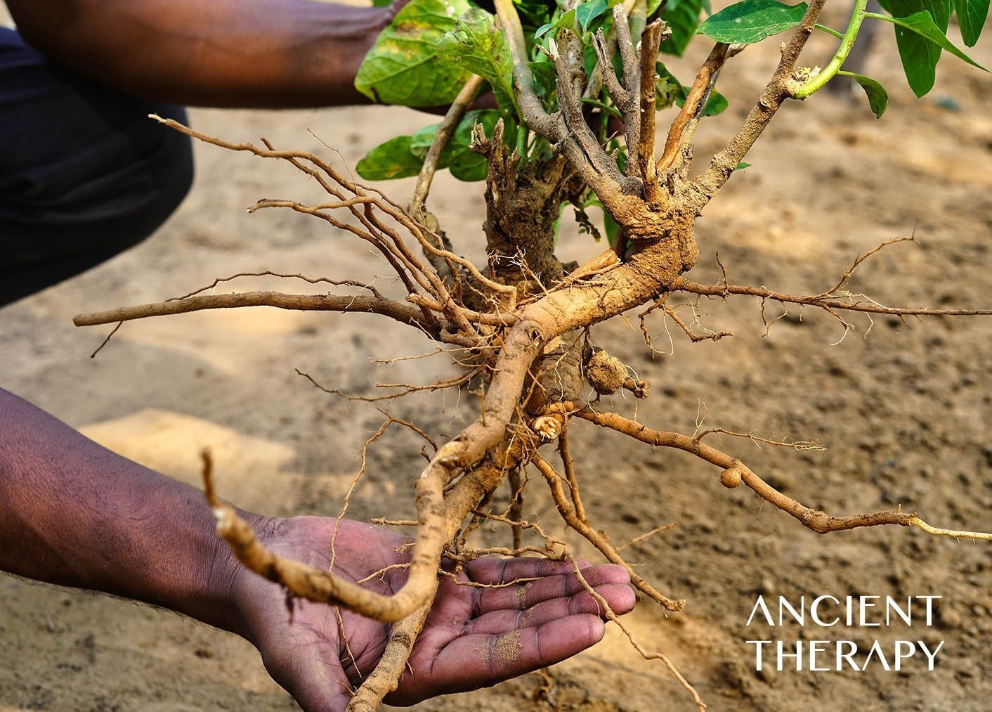 Introduction to Ashwagandha; Known for its potential to enhance libido, reduce stress, and boost overall wellness. - Ancient Therapy