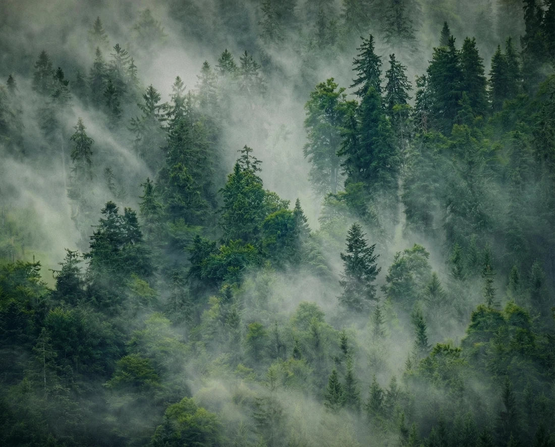 100% organic nordic forest fog