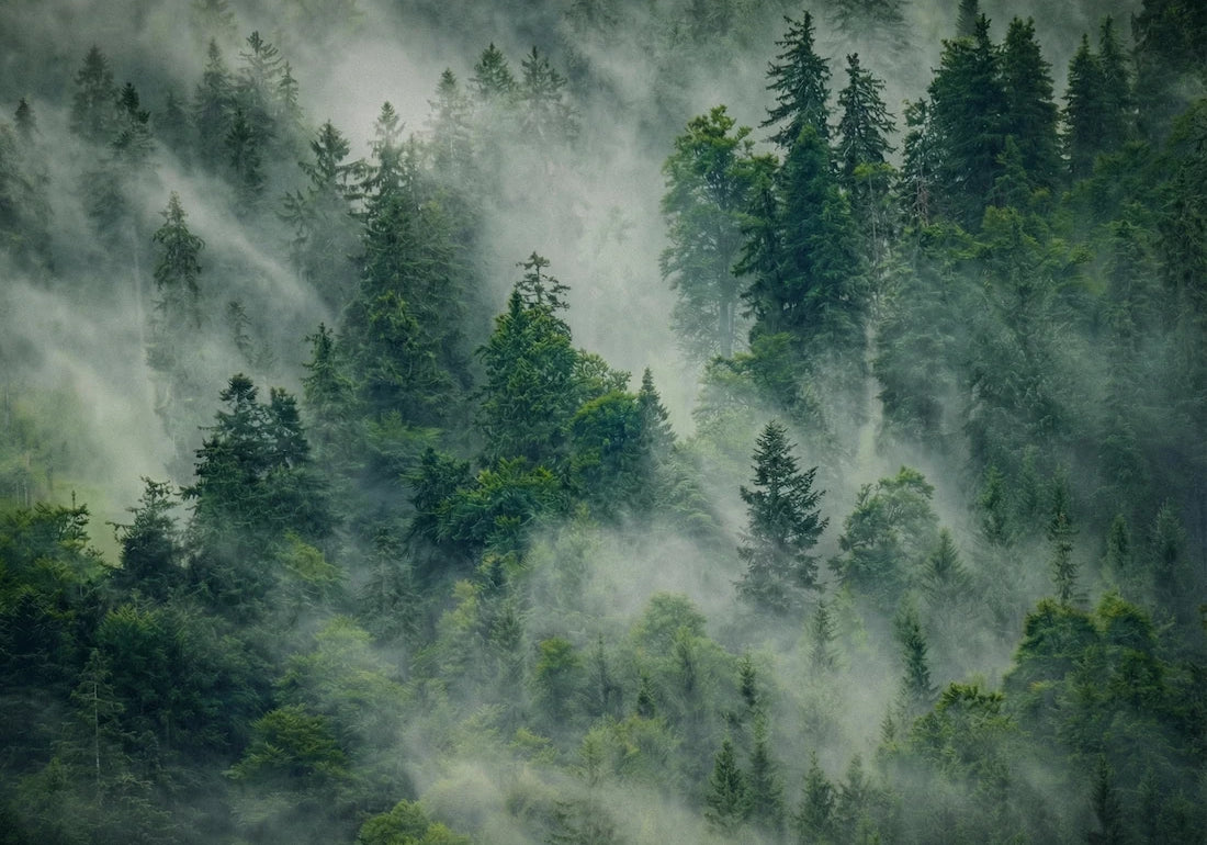 100 % ekologisk nordisk skogsdimma