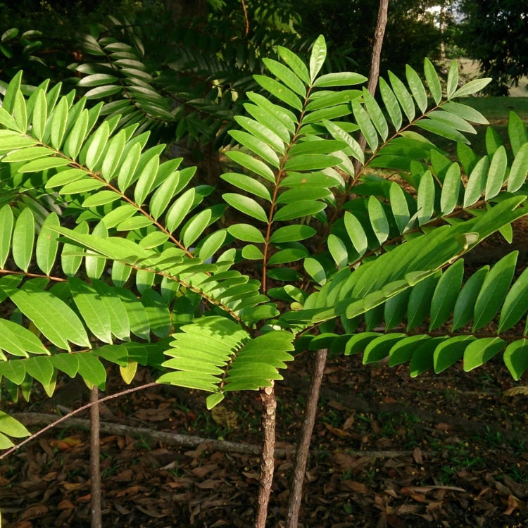 Ancient Therapy Tongkat ali Eurycoma longifolia Plant