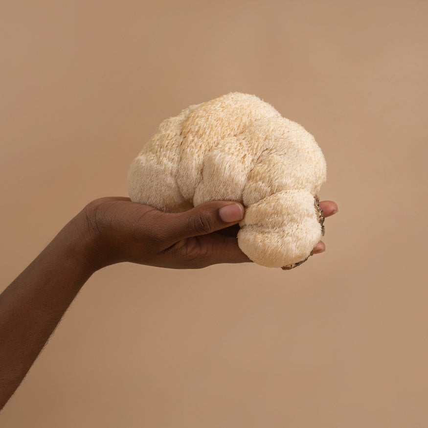 Hand holding a fresh Lion’s Mane mushroom