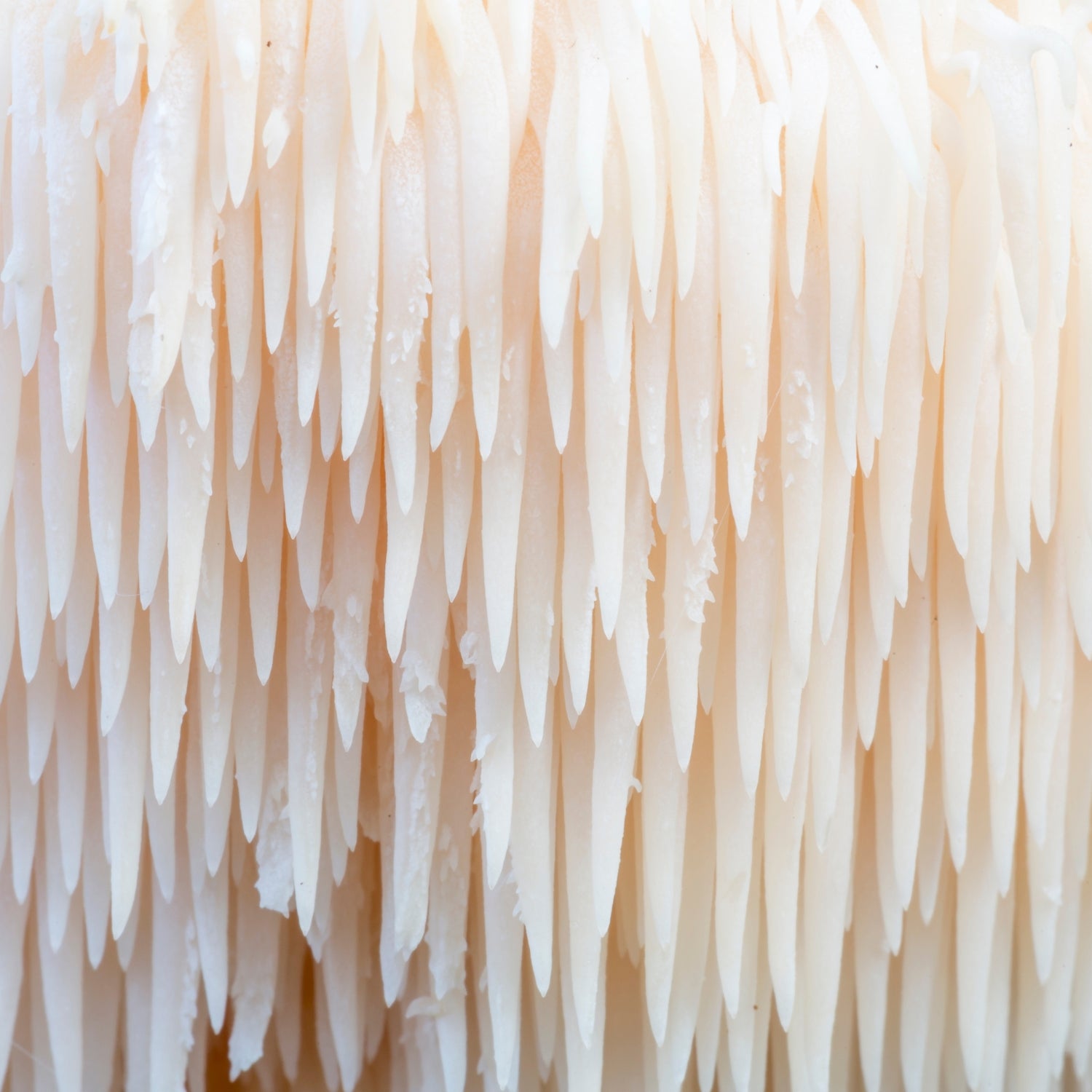 Lion’s Mane (Hericium erinaceus) fruiting body close-up