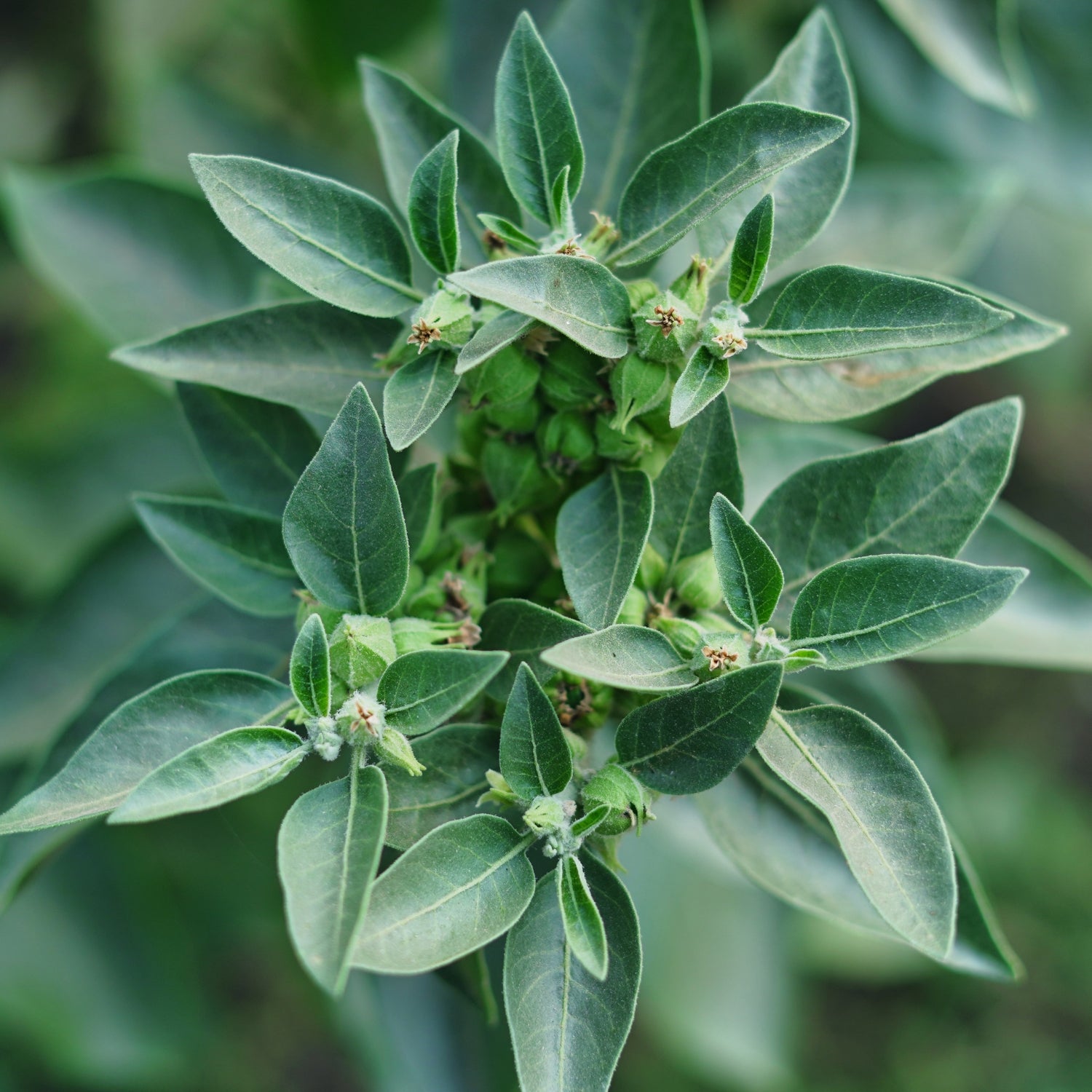 Ashwagandha (Withania somnifera) plant close-up