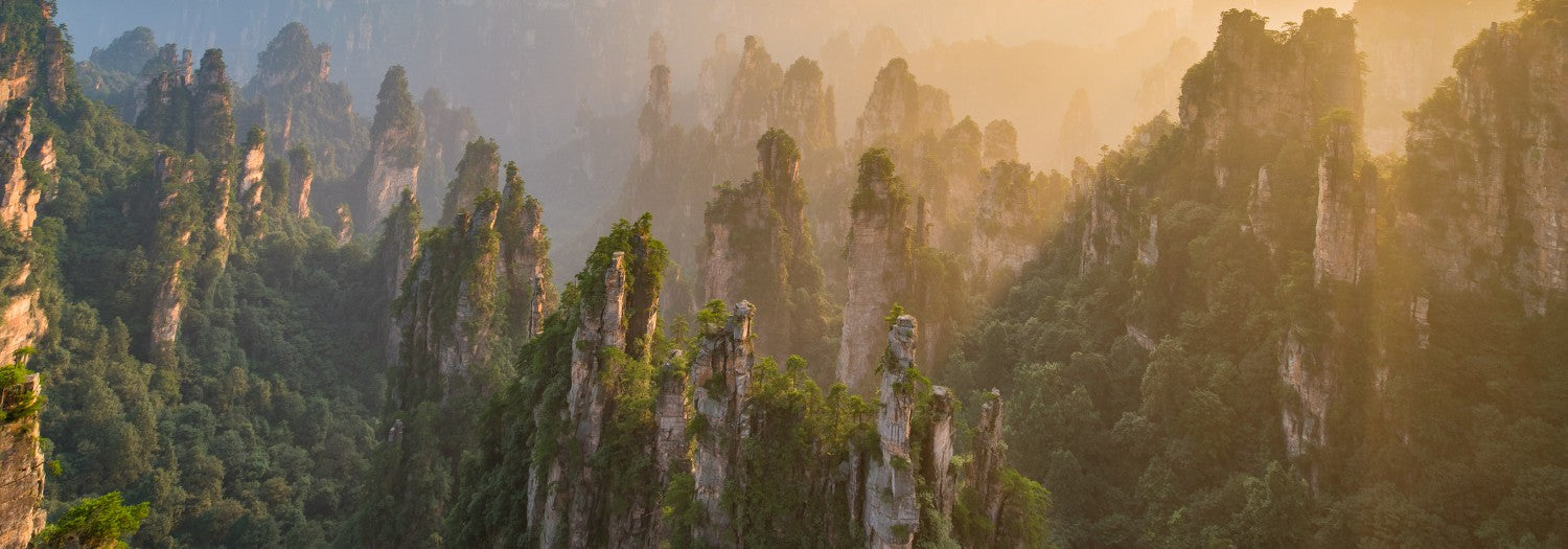 Forest In China