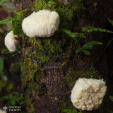 Lion’s Mane mushroom growing on tree