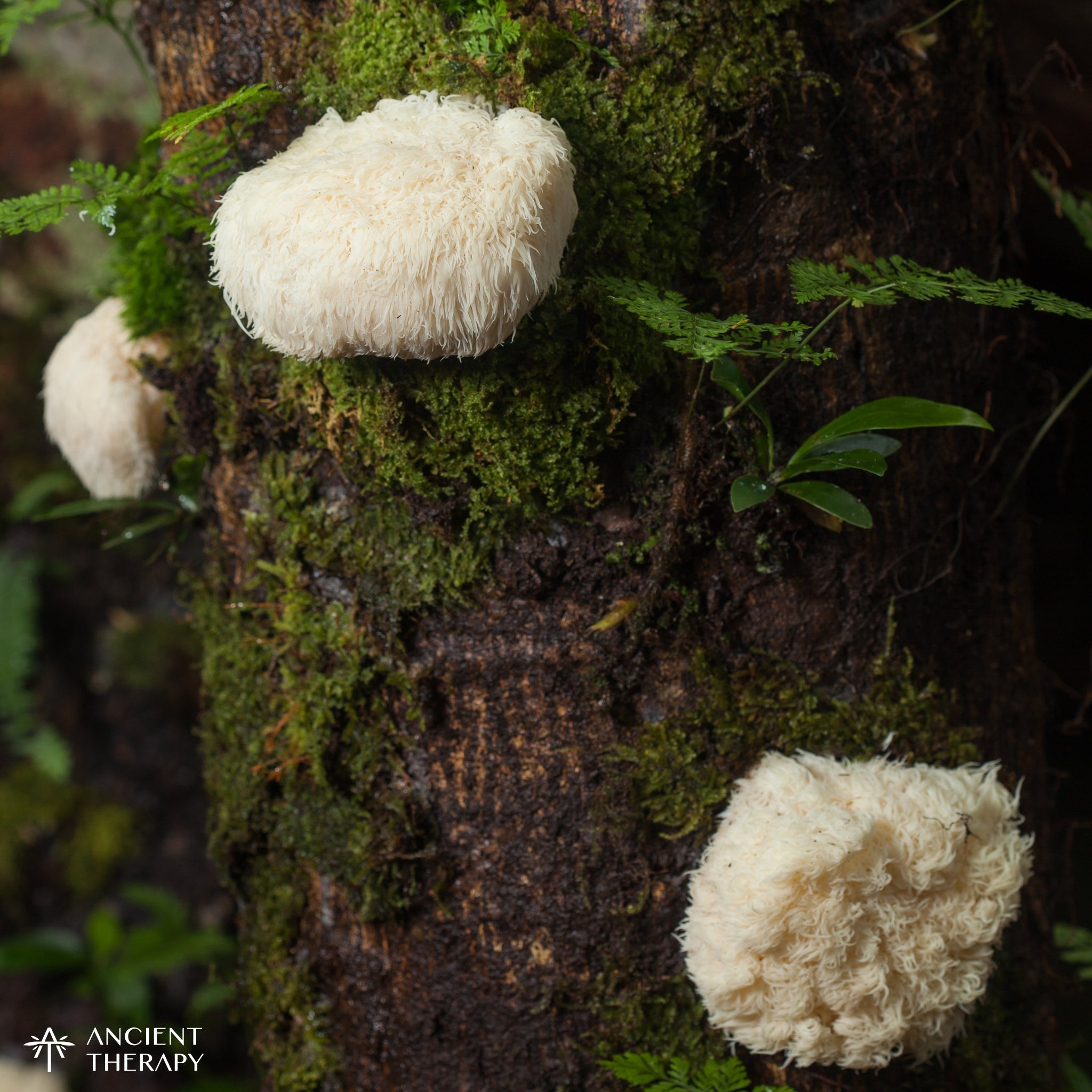 Lion’s Mane mushroom growing on tree