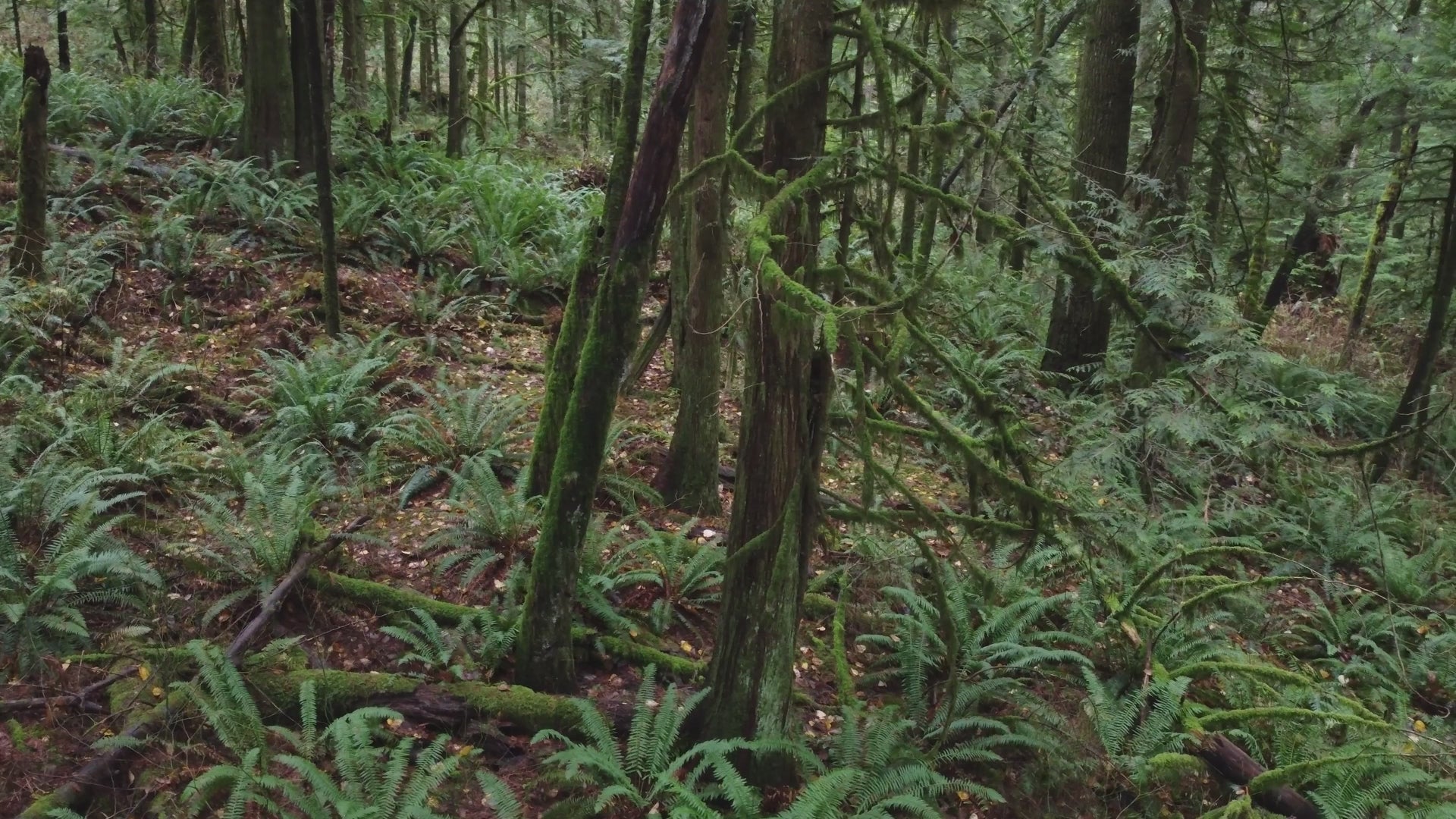 Forest habitat for Lion’s Mane mushrooms