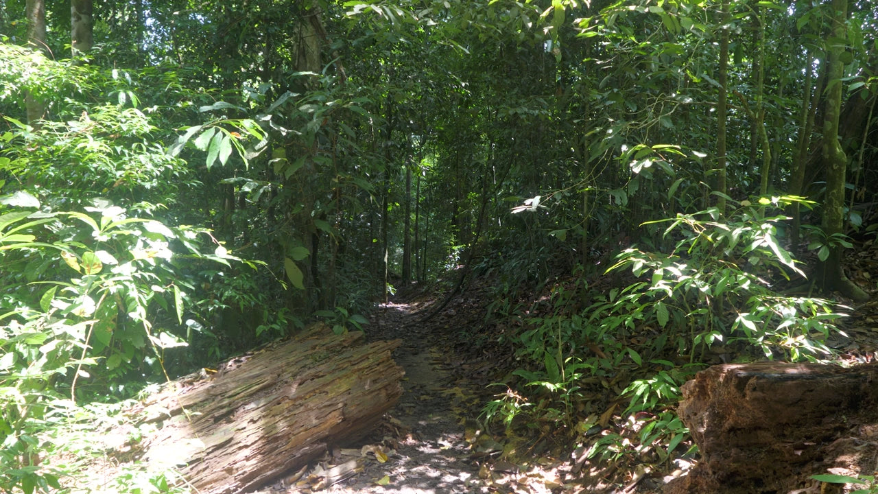 Southeast Asian rainforest habitat for Tongkat Ali