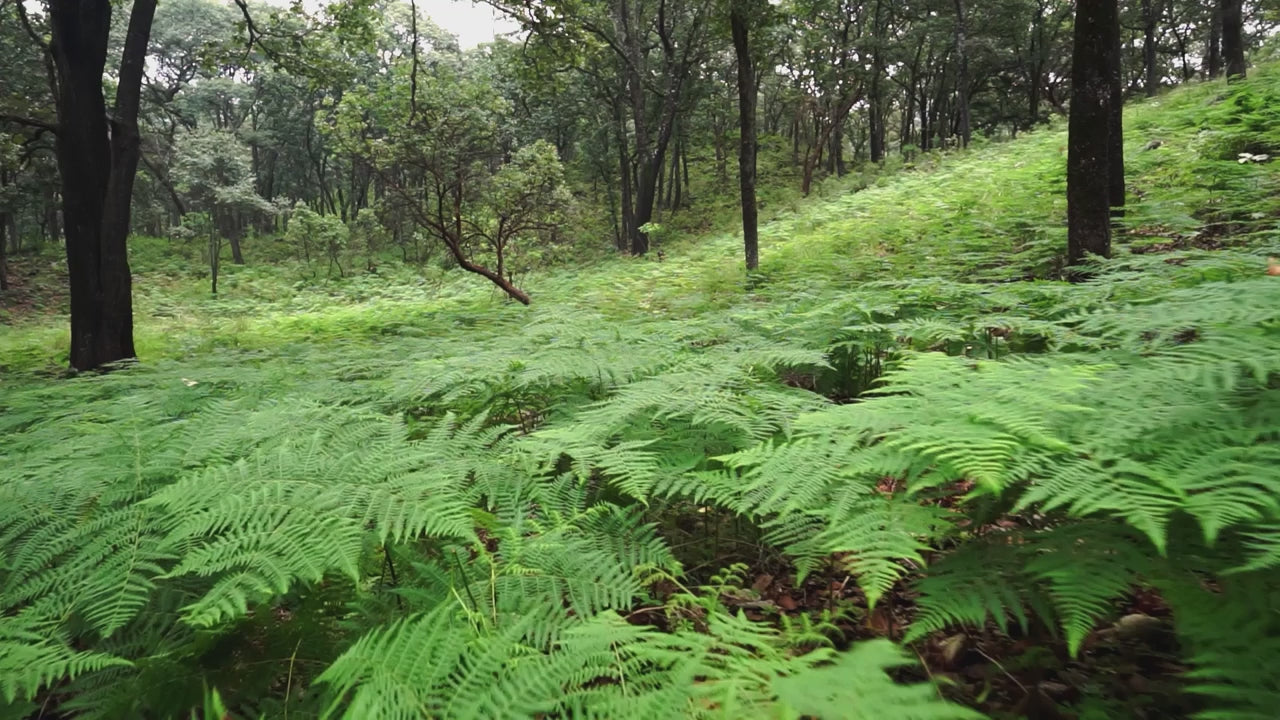 Indian forest — typical ashwagandha habitat