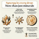 shilajit synergy fulvic acid minerals infograph